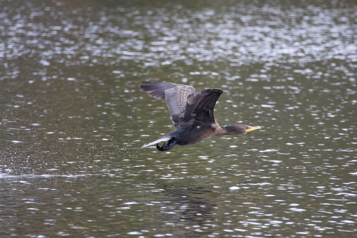 Double-crested Cormorant - ML645042178