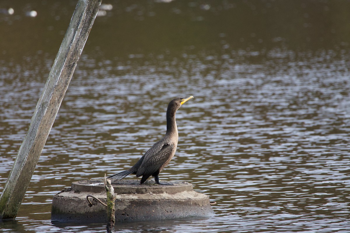 Double-crested Cormorant - ML645042179