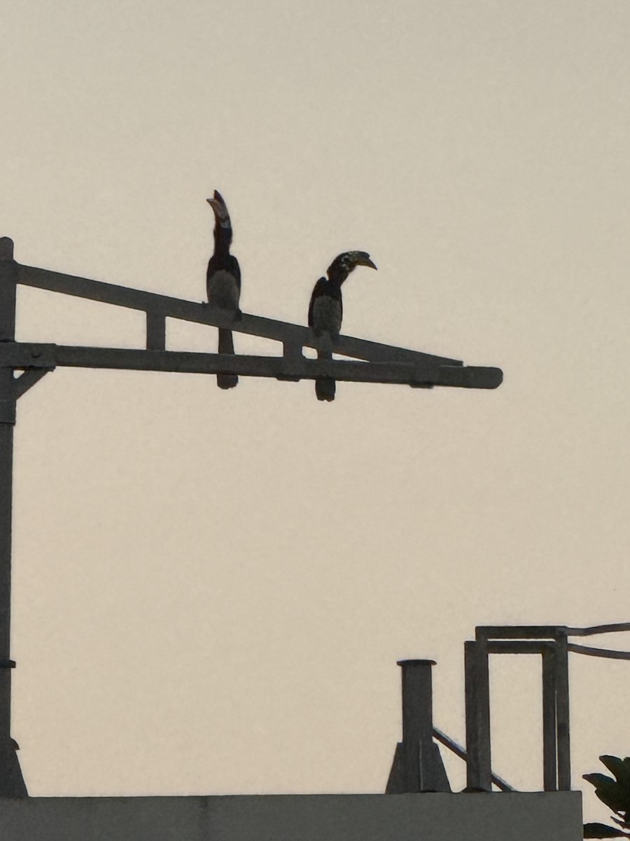 Oriental Pied-Hornbill - ML645042180