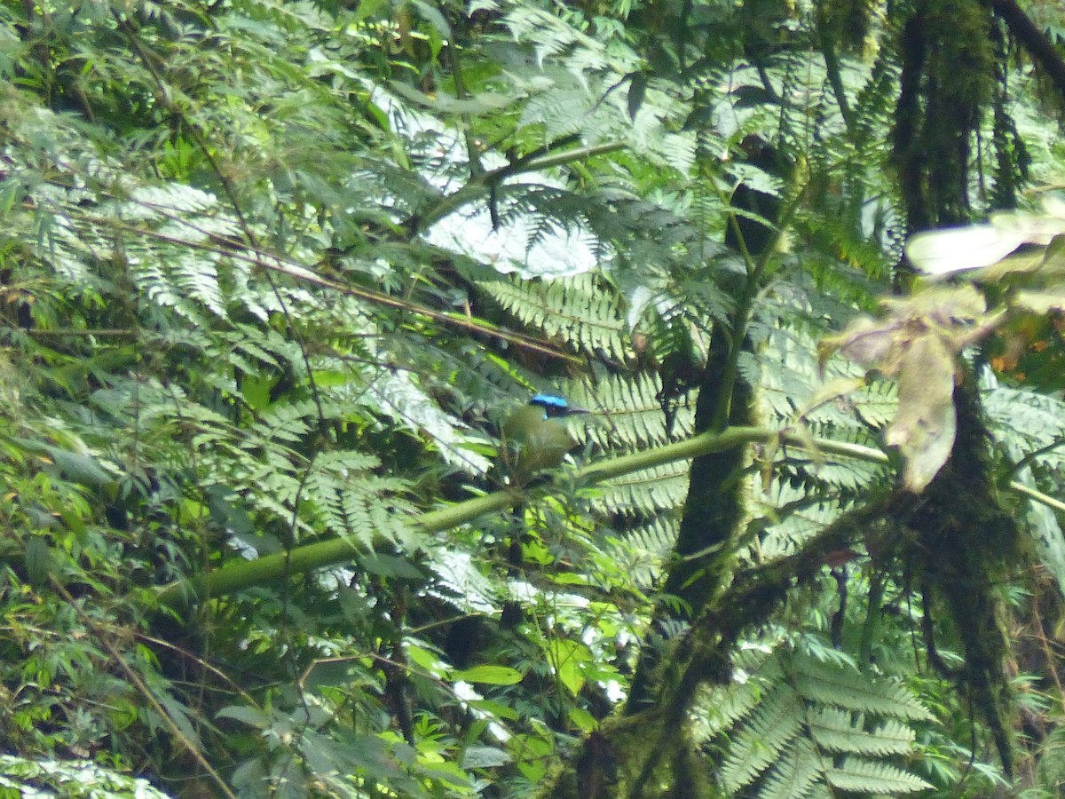Andean Motmot - ML645042183