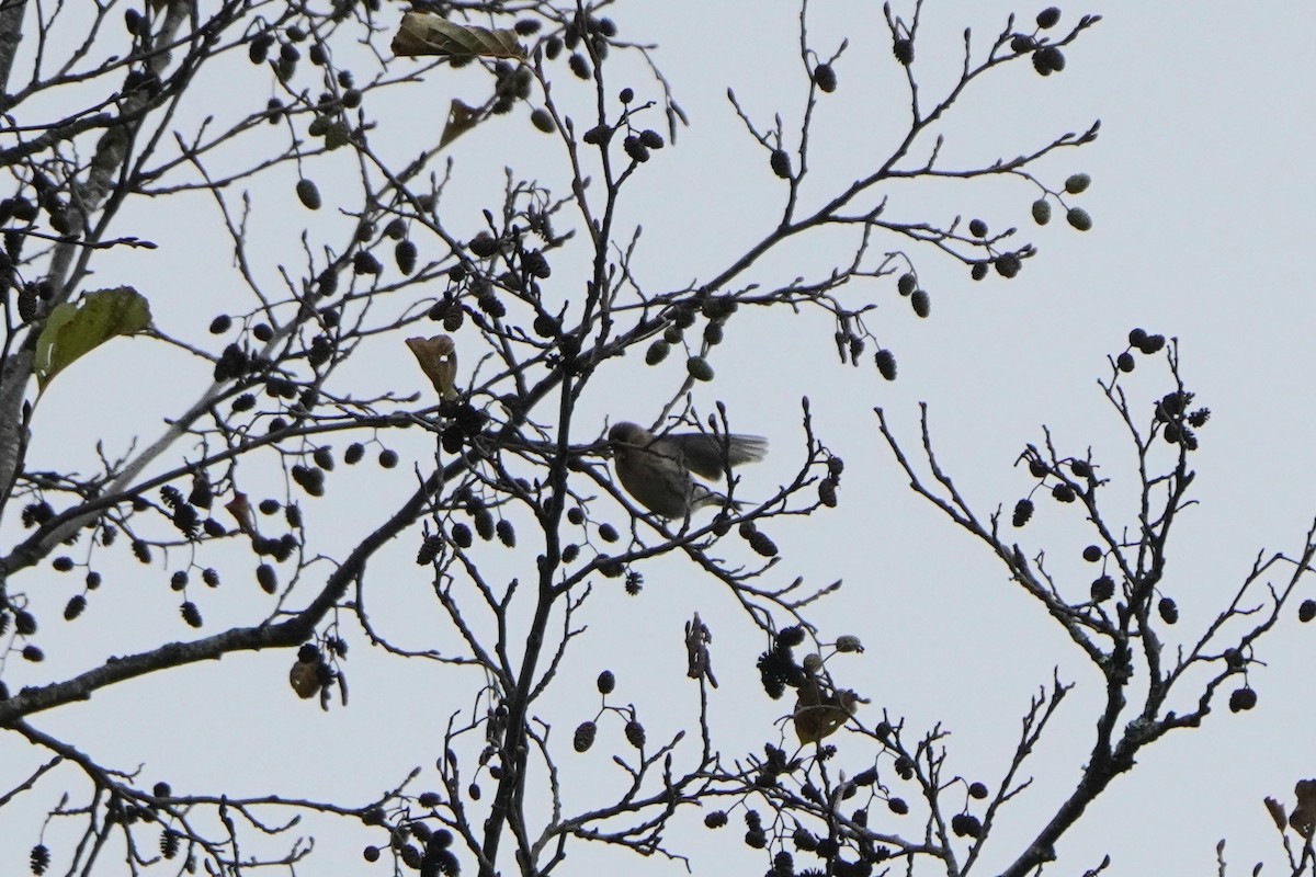 Redpoll (Common) - ML645042184