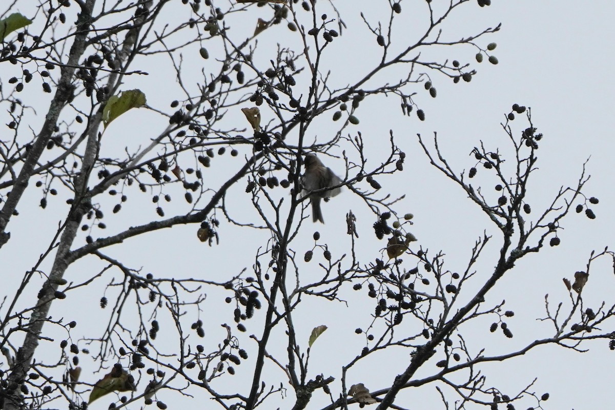 Redpoll (Common) - ML645042185