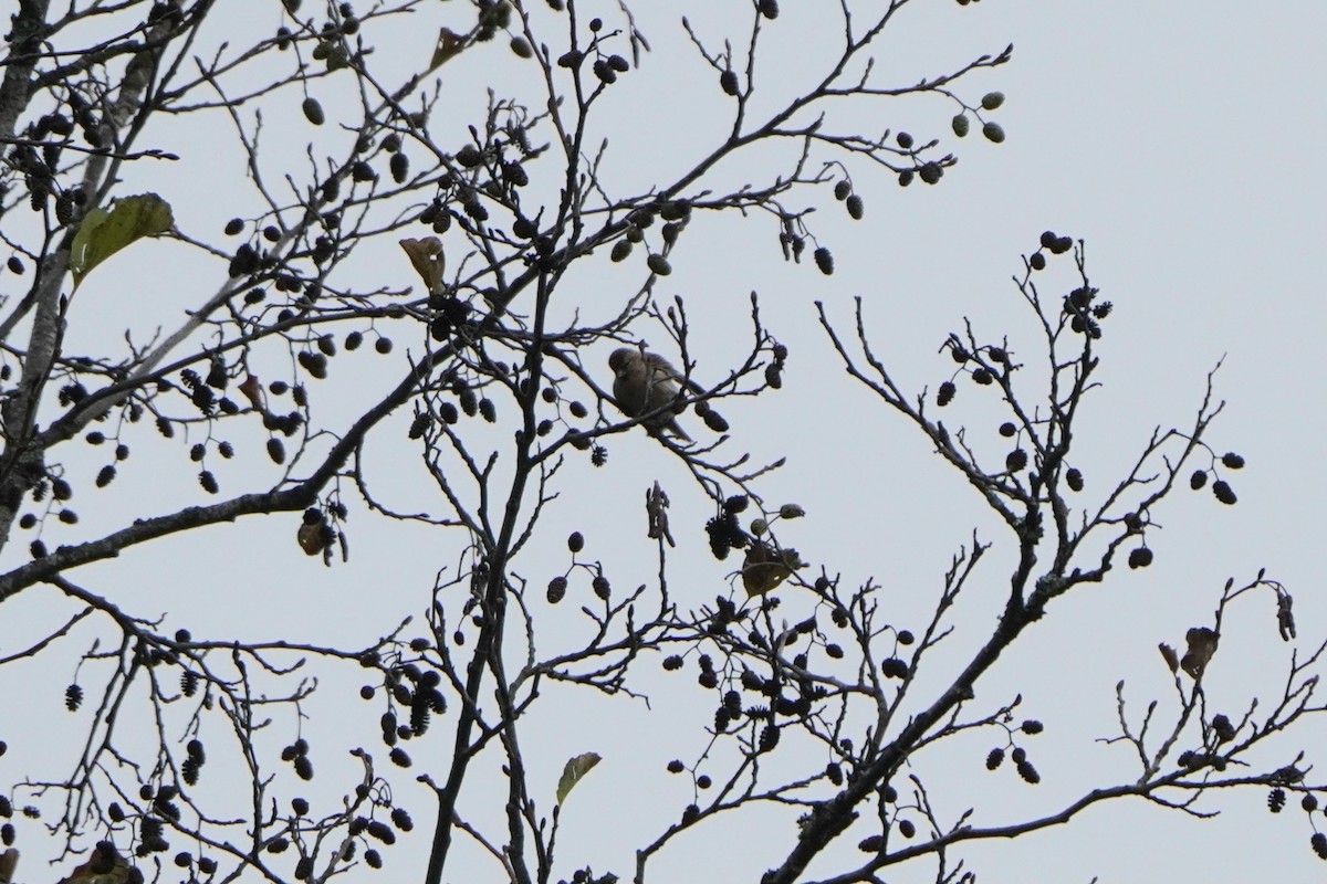 Redpoll (Common) - ML645042186