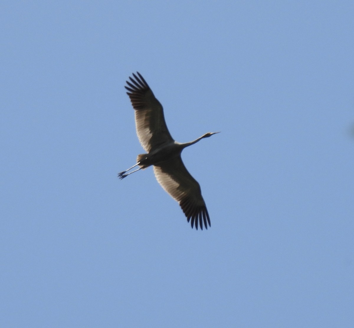 Brolga - ML645042190