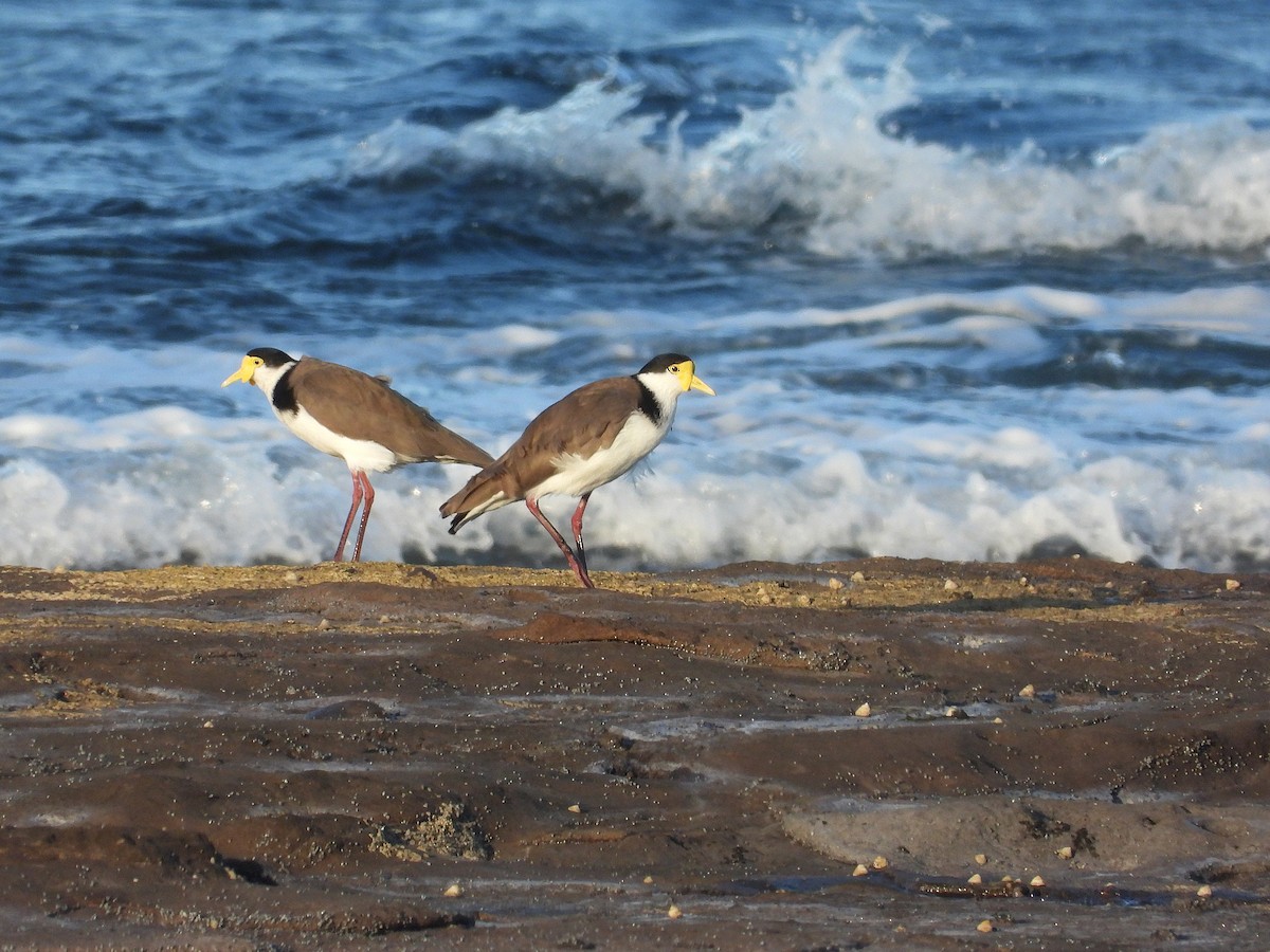 čejka australská (ssp. novaehollandiae) - ML645042208