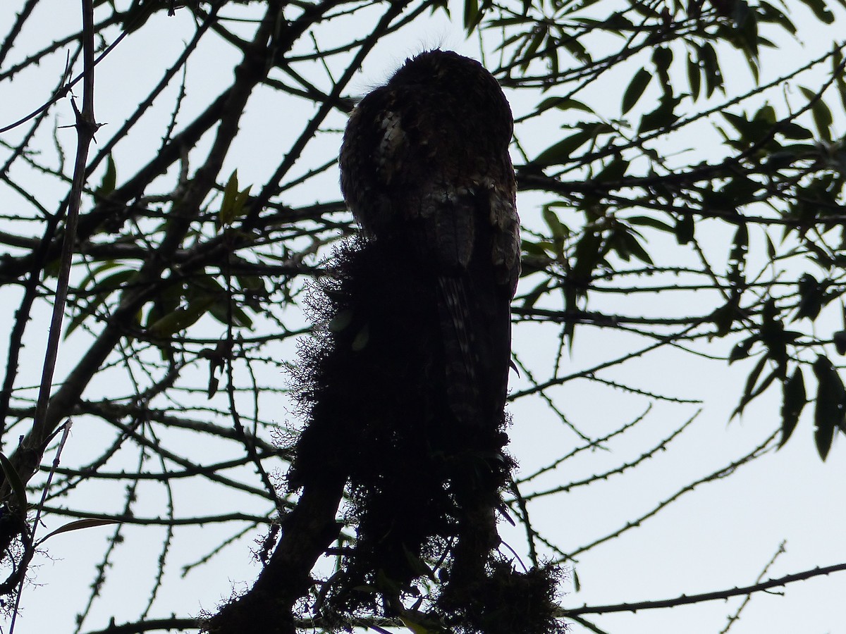 andespotu - ML645042210