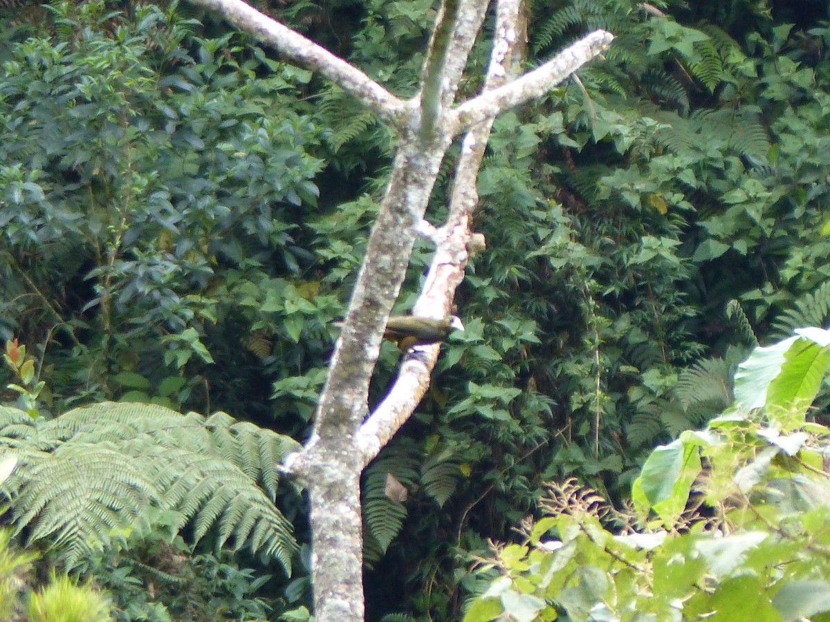 Cacique Verdioscuro - ML645042218