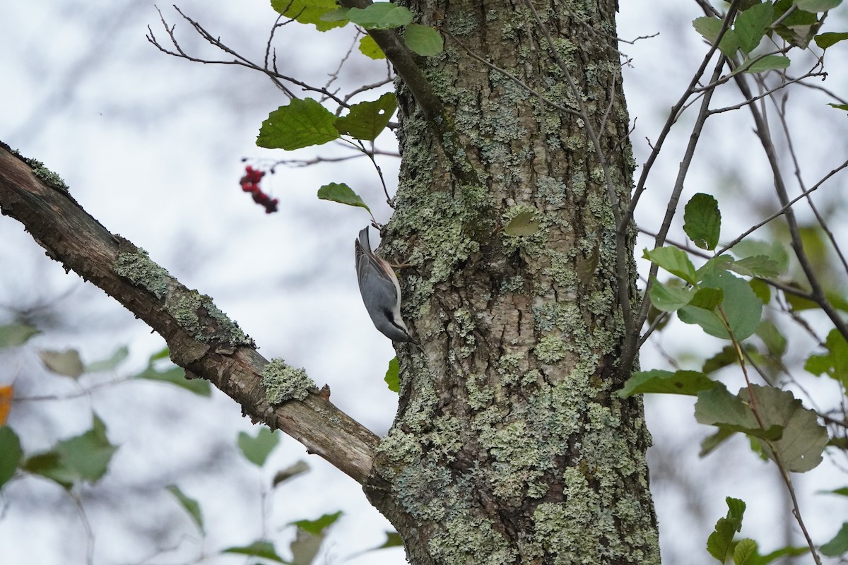 Eurasian Nuthatch - ML645042219