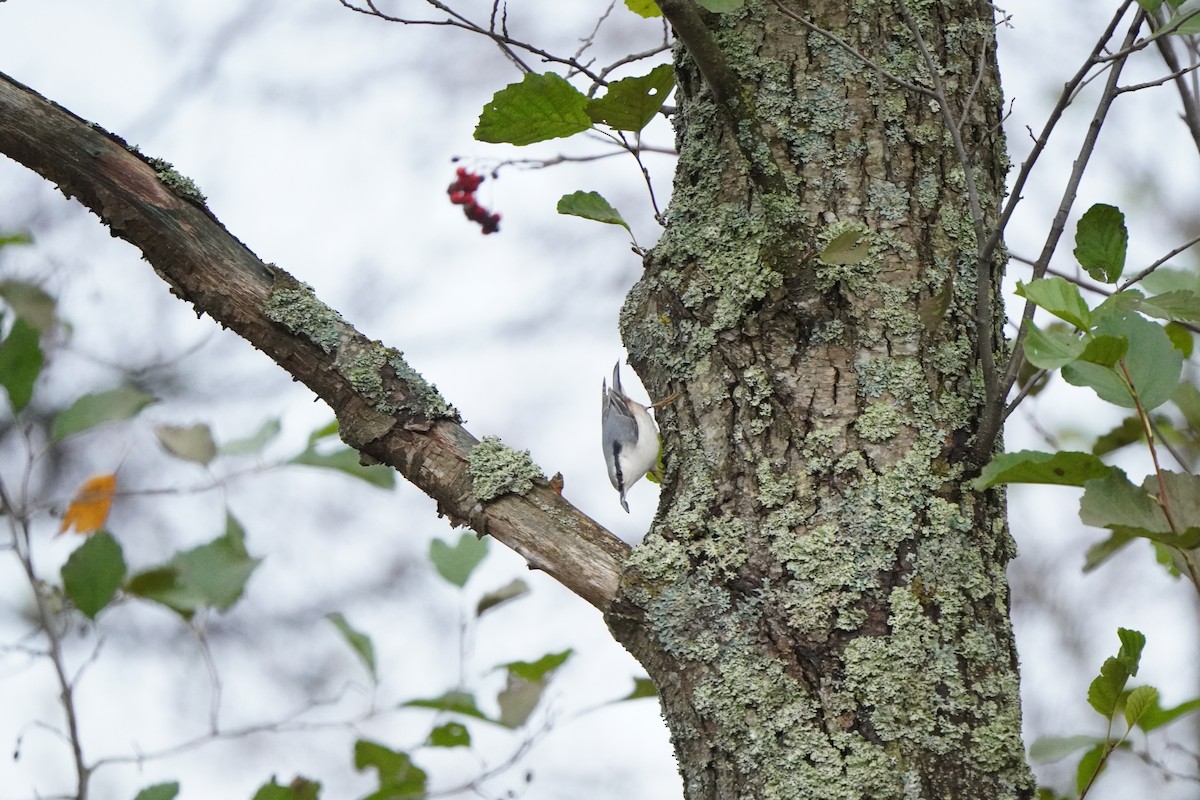 Eurasian Nuthatch - ML645042220