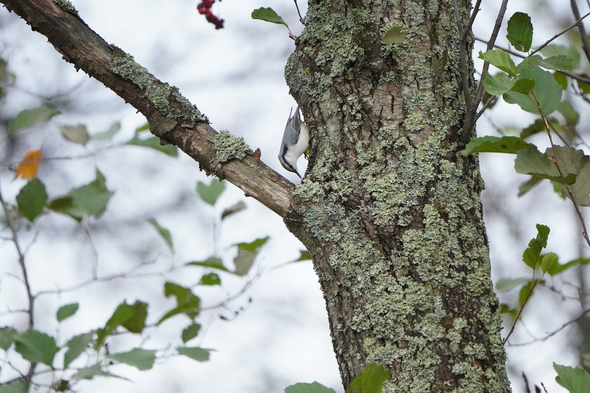 Eurasian Nuthatch - ML645042221