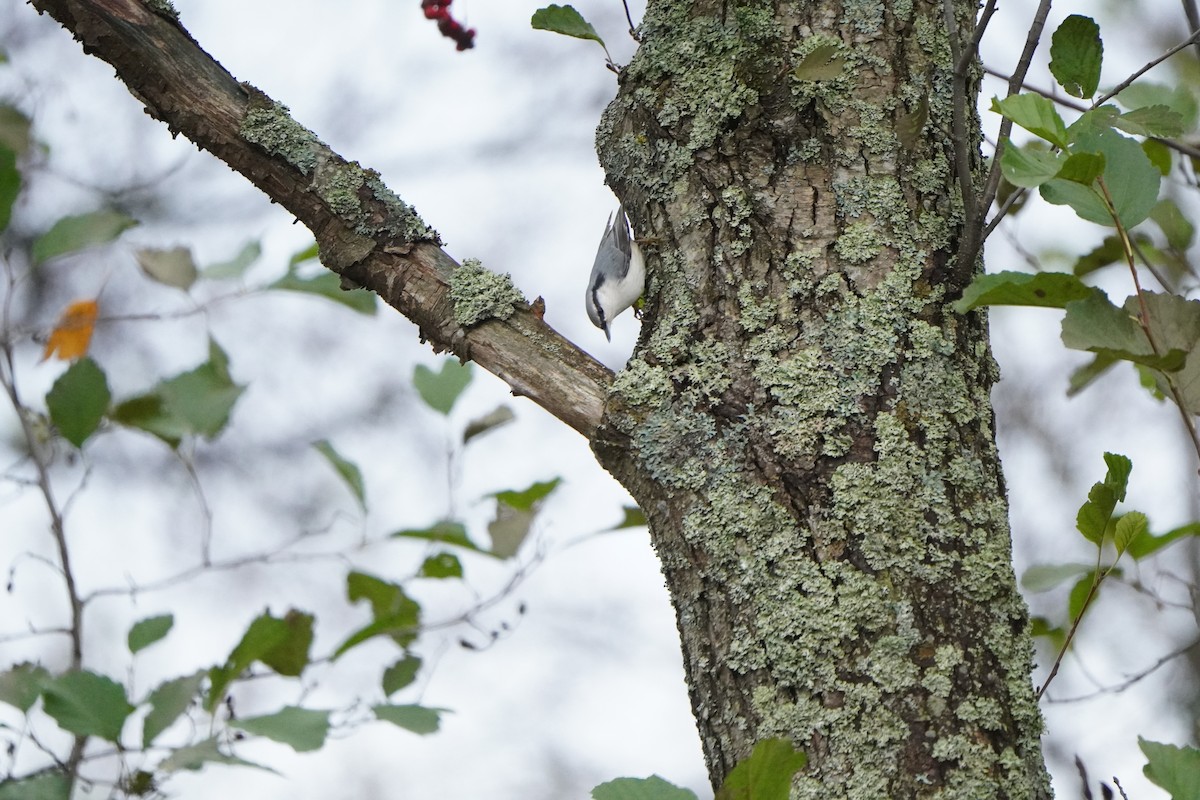 Eurasian Nuthatch - ML645042222