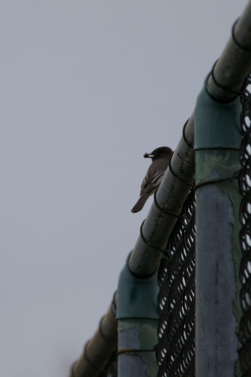 Black Phoebe - ML645042223