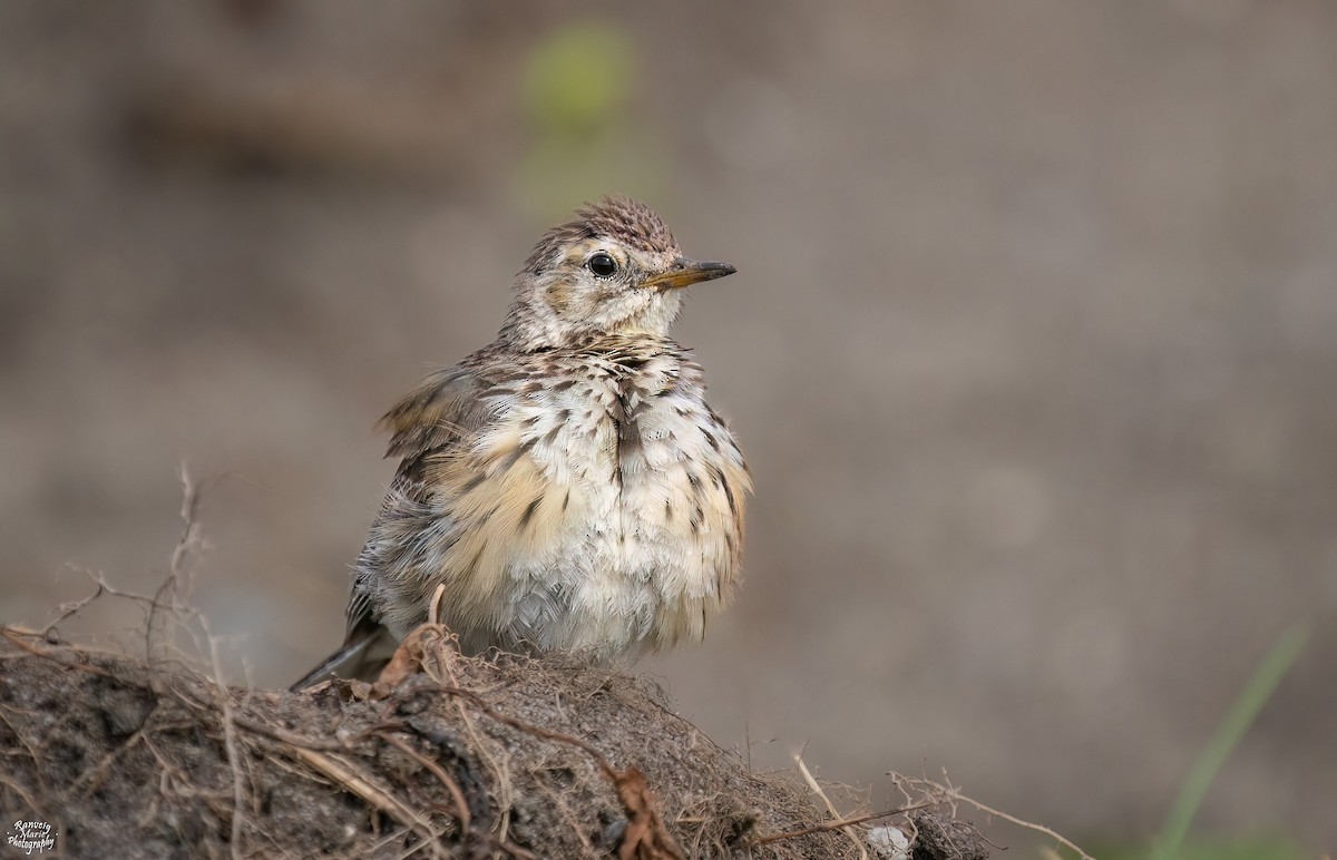 マキバタヒバリ - ML645042258