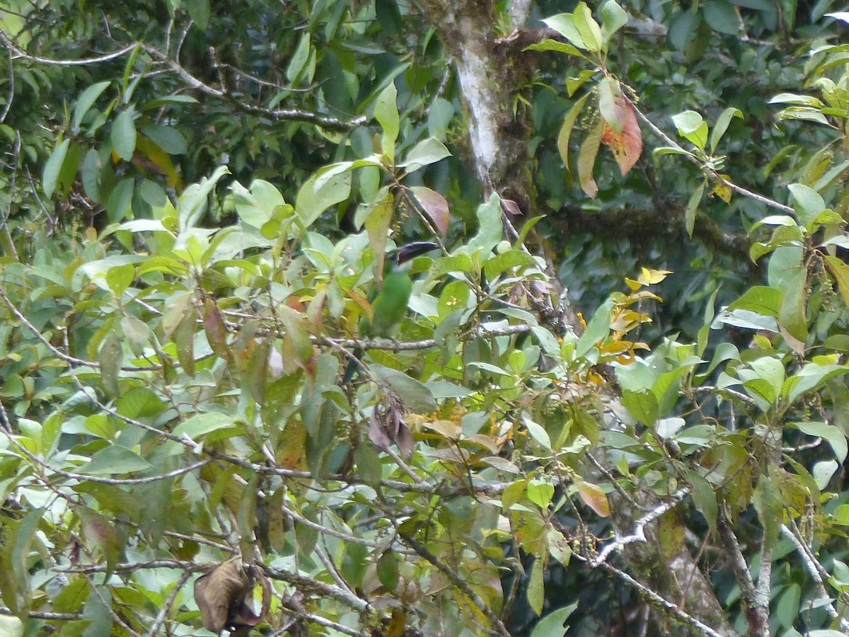 Blue-banded Toucanet - ML645042297