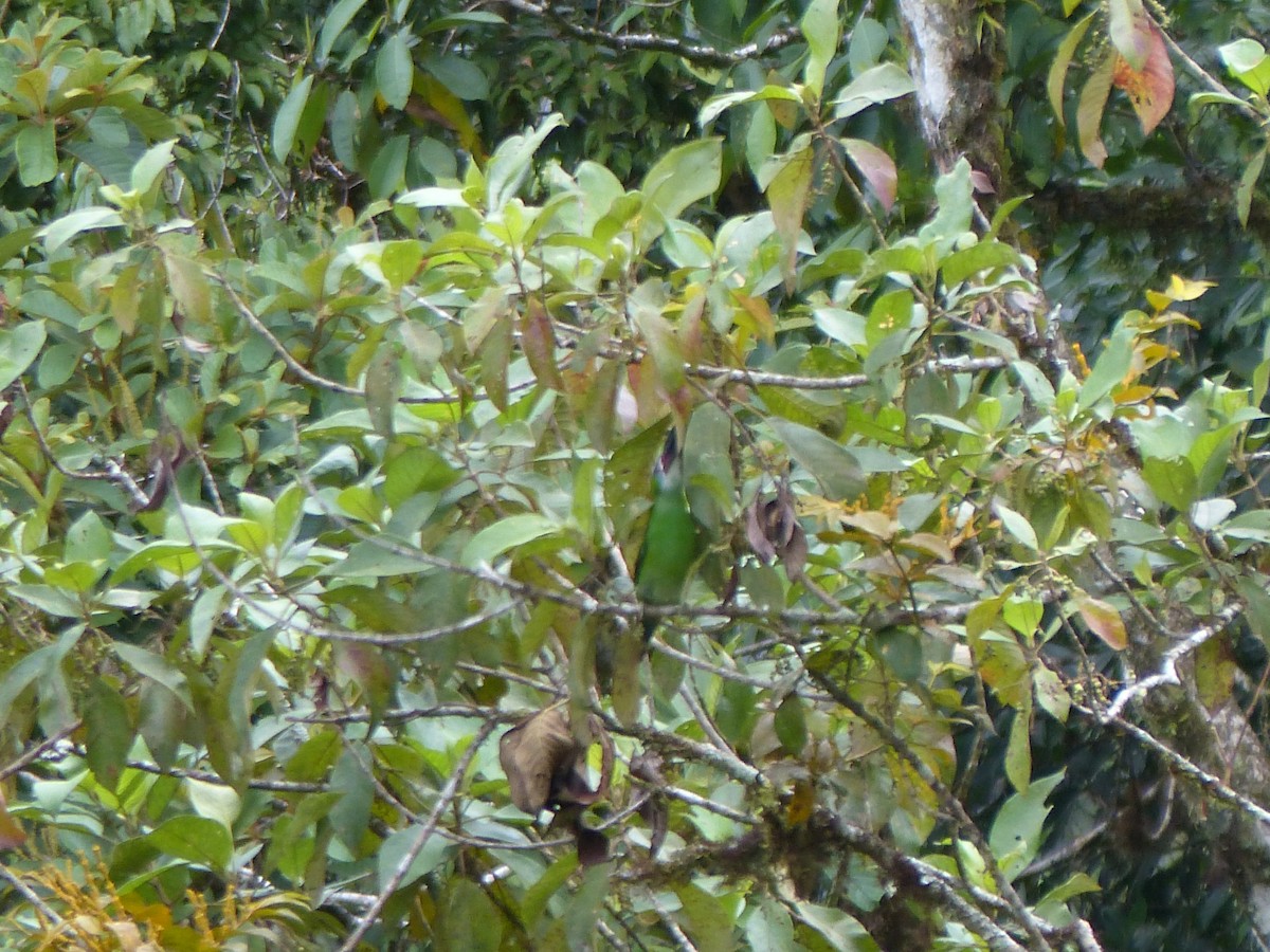 Blue-banded Toucanet - ML645042298