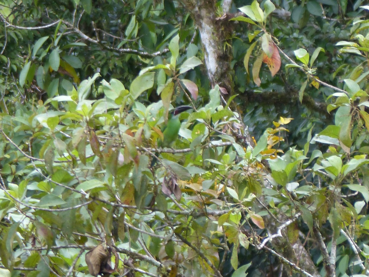 Blue-banded Toucanet - ML645042299