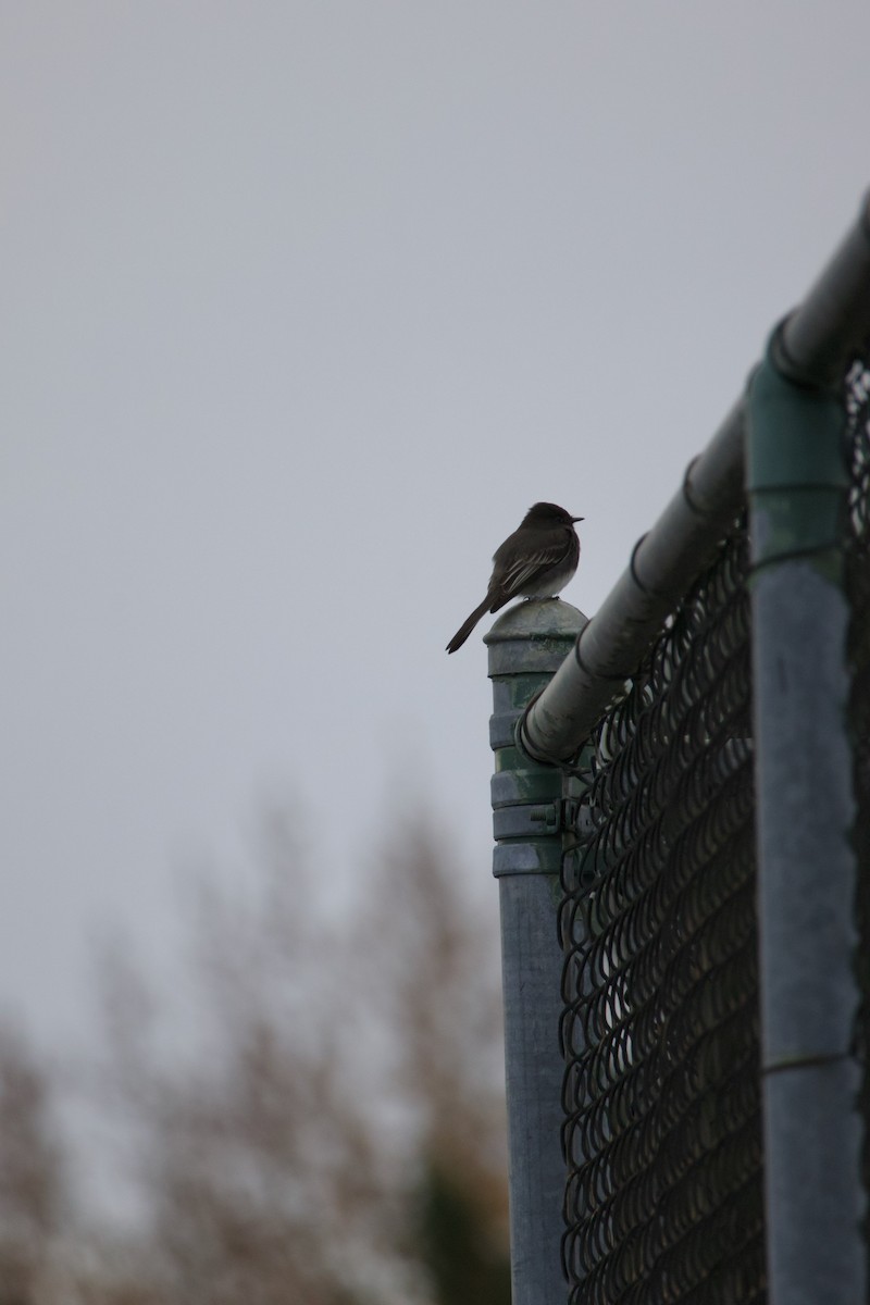 Black Phoebe - ML645042309