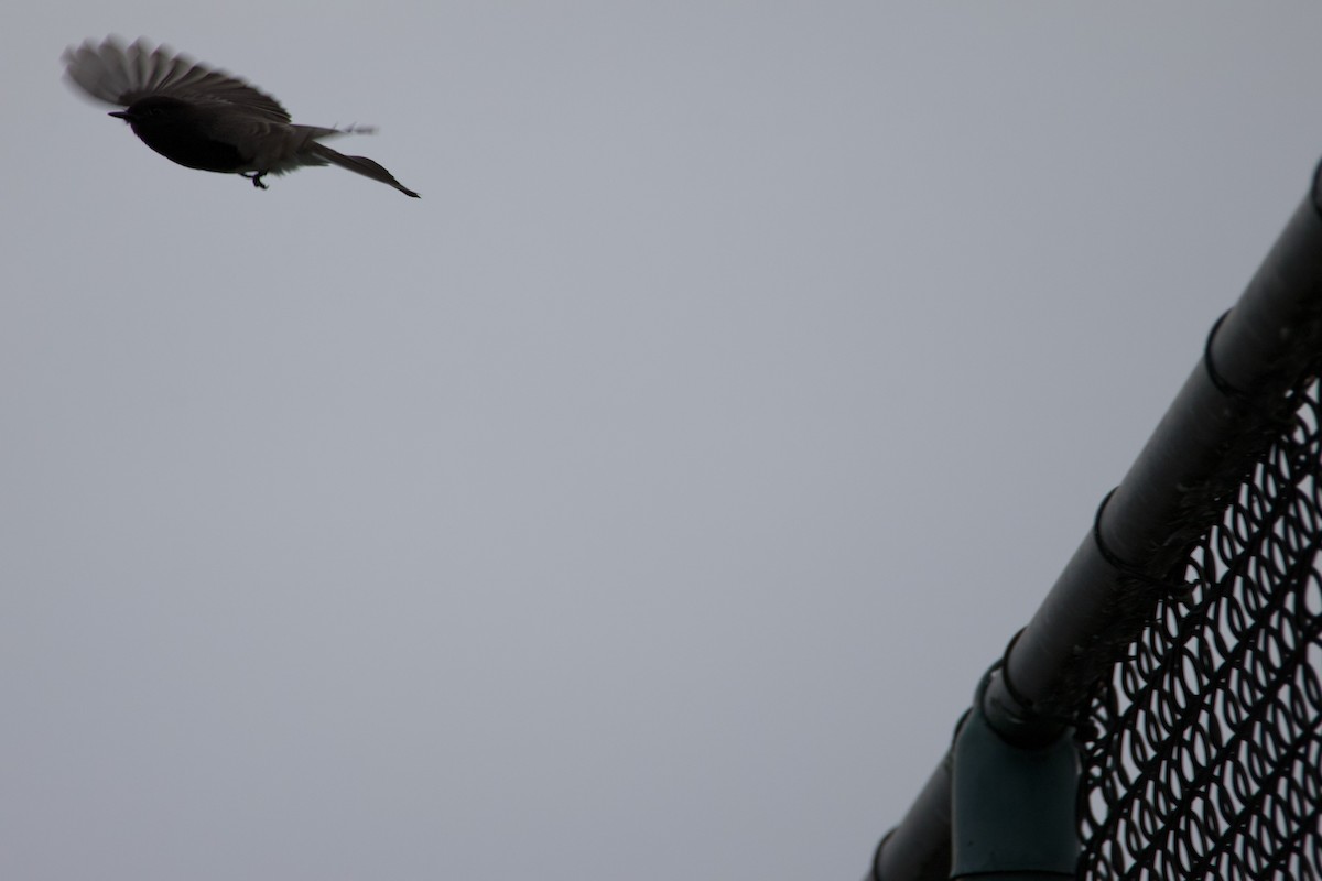 Black Phoebe - ML645042317