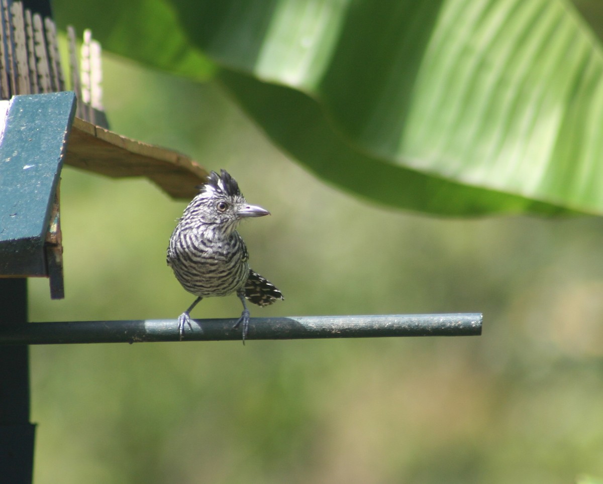 Batará Barrado - ML645042323