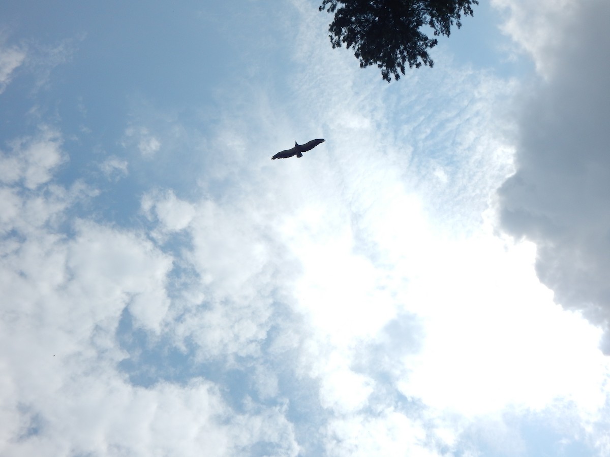 sup himálajský - ML645042328