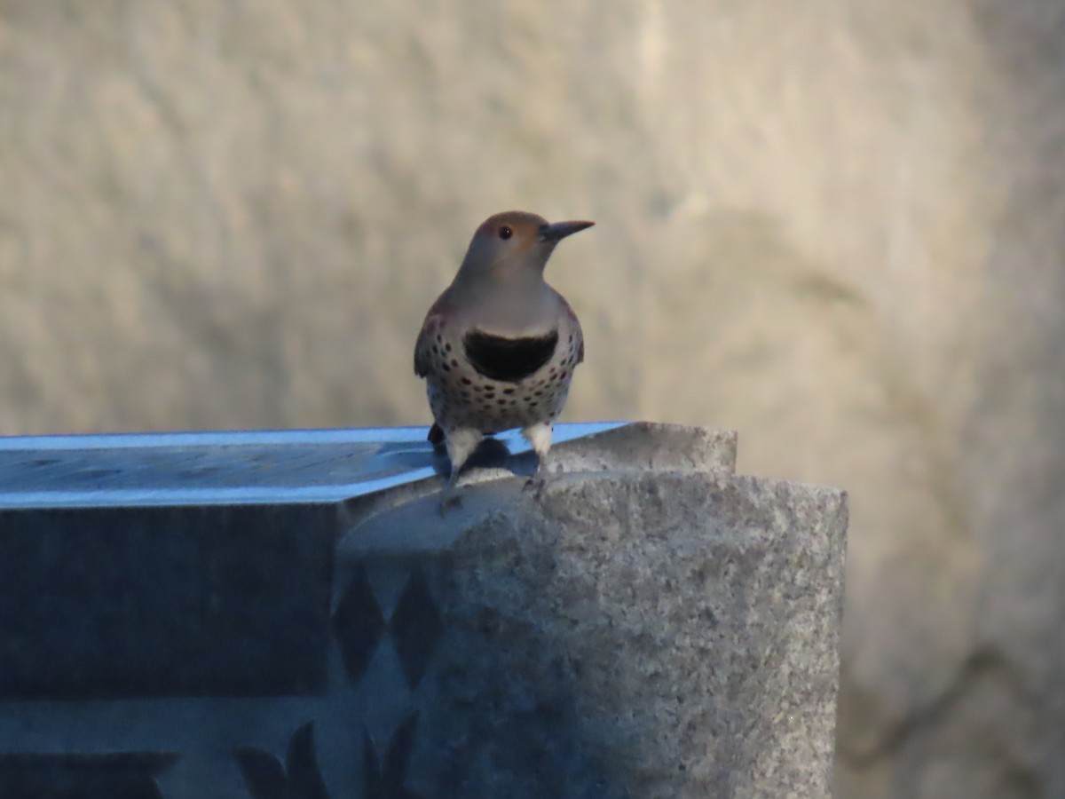 Northern Flicker - ML645042330