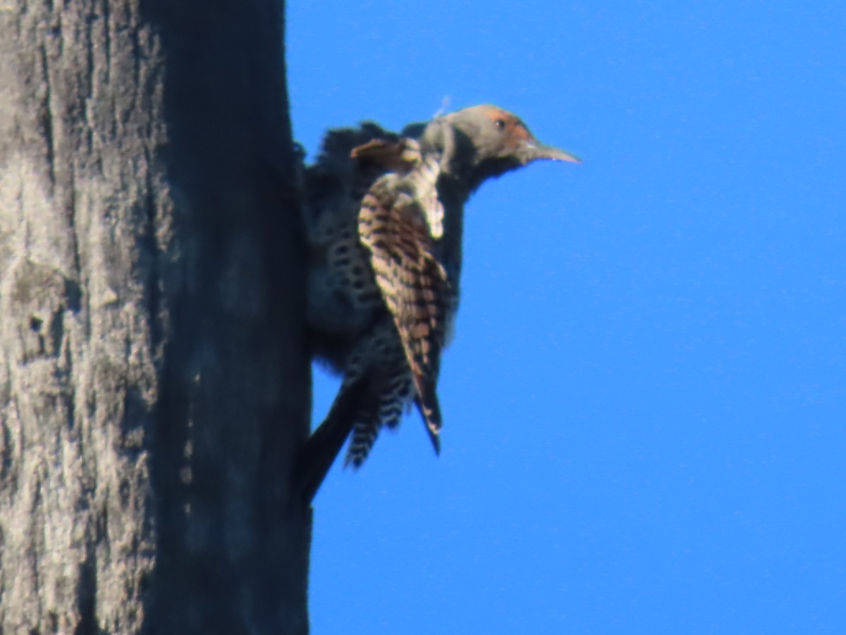 Northern Flicker - ML645042332