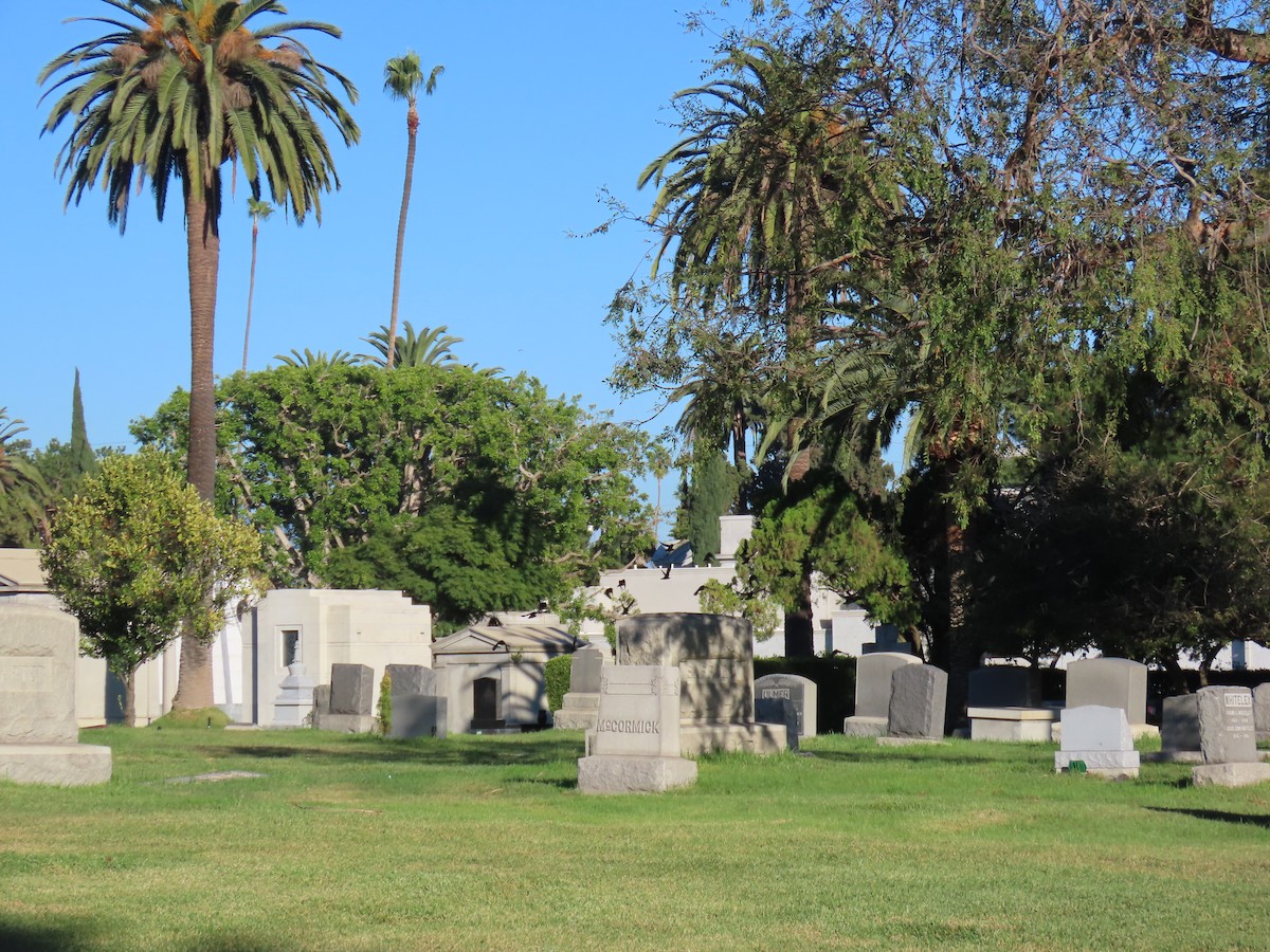 American Crow - ML645042358