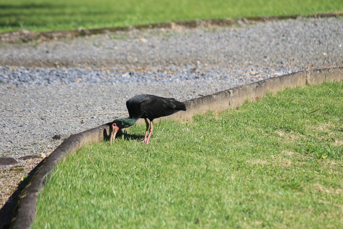 Ibis Afeitado - ML645042364