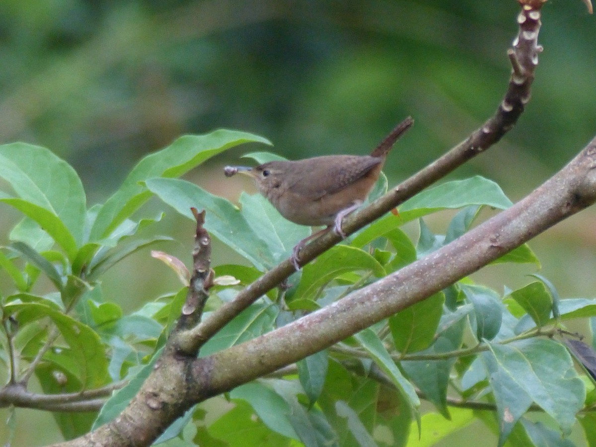 Southern House Wren - ML645042370