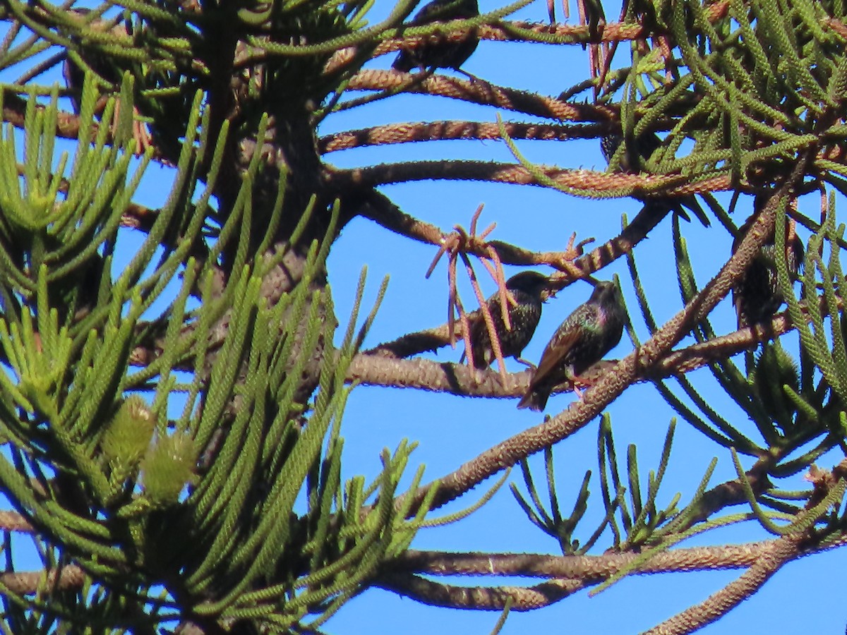 European Starling - ML645042379