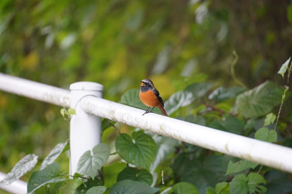 חכלילית סיבירית - ML645042390