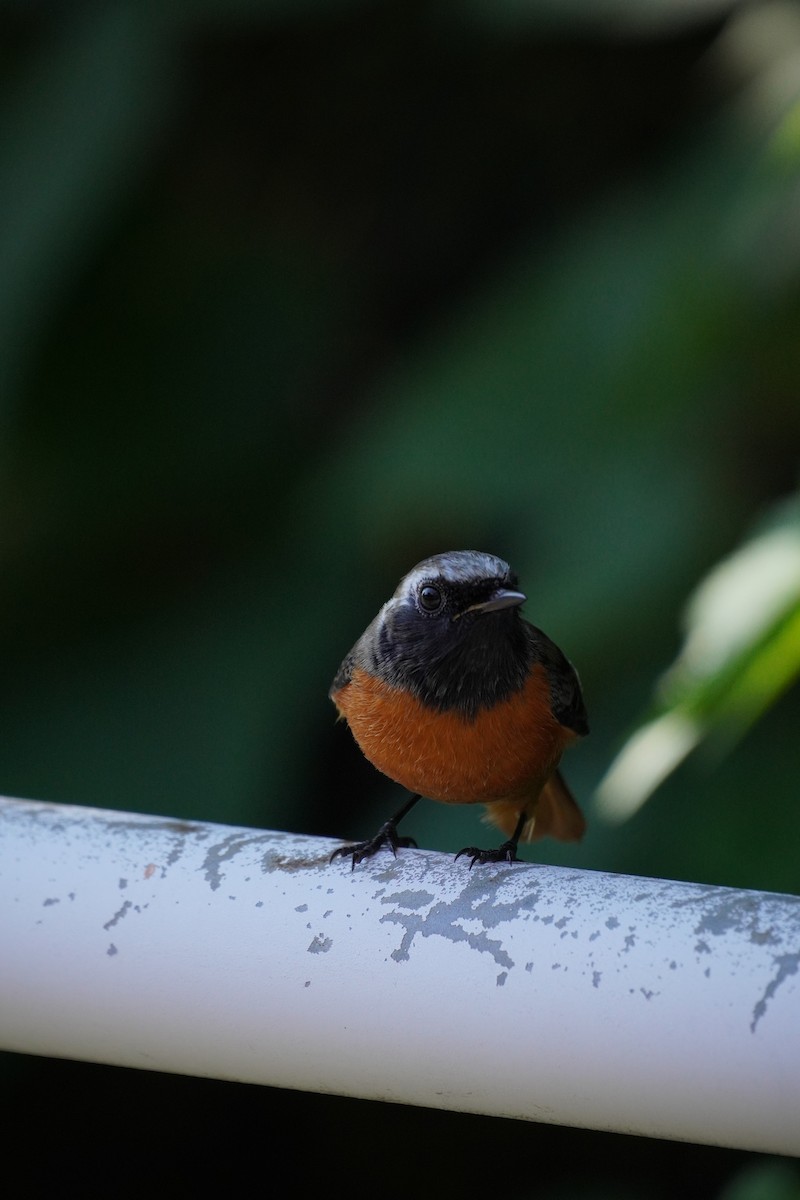 חכלילית סיבירית - ML645042399