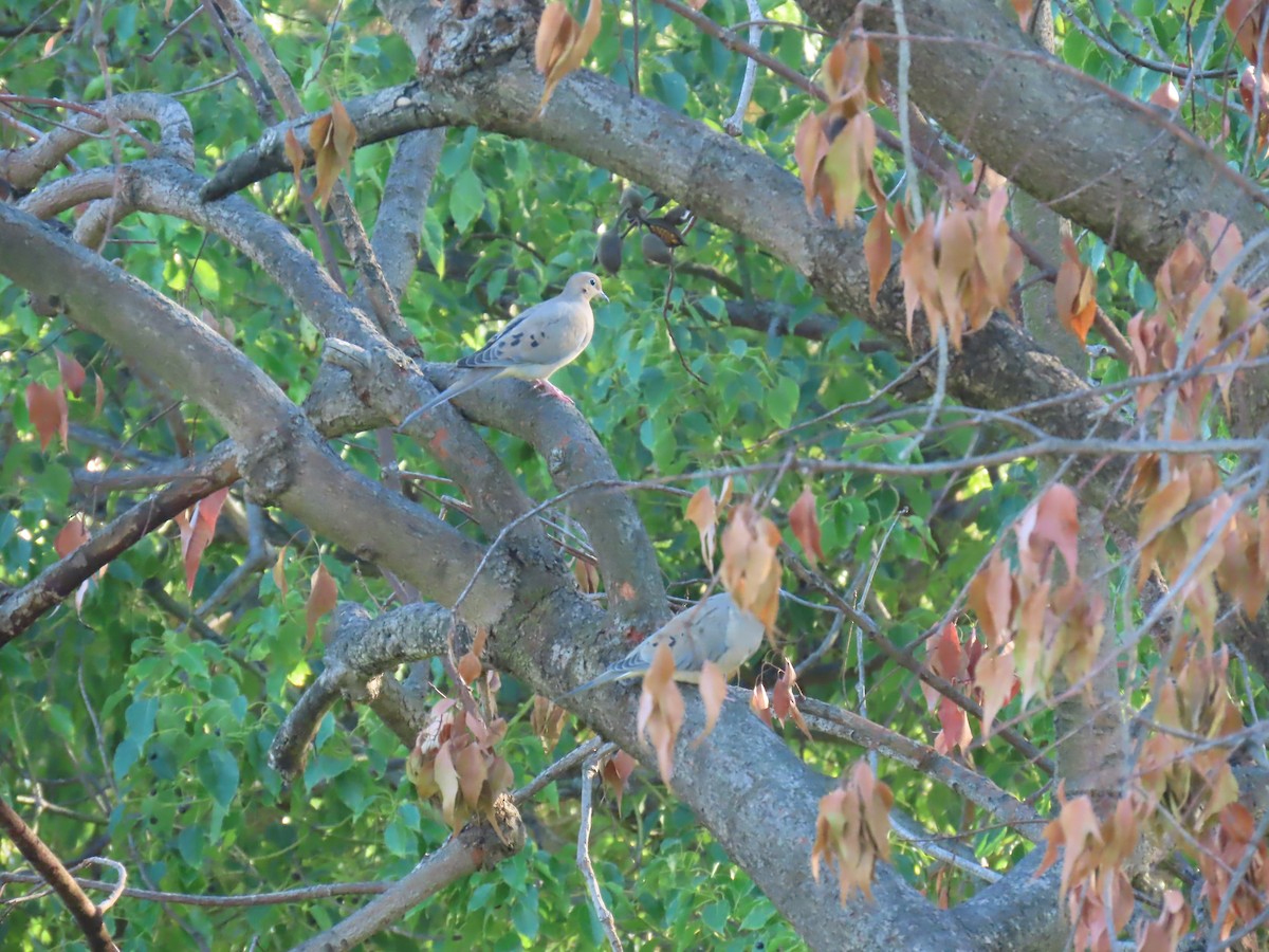 Mourning Dove - ML645042403