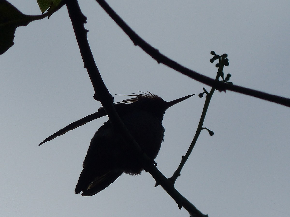 チャカザリハチドリ - ML645042404