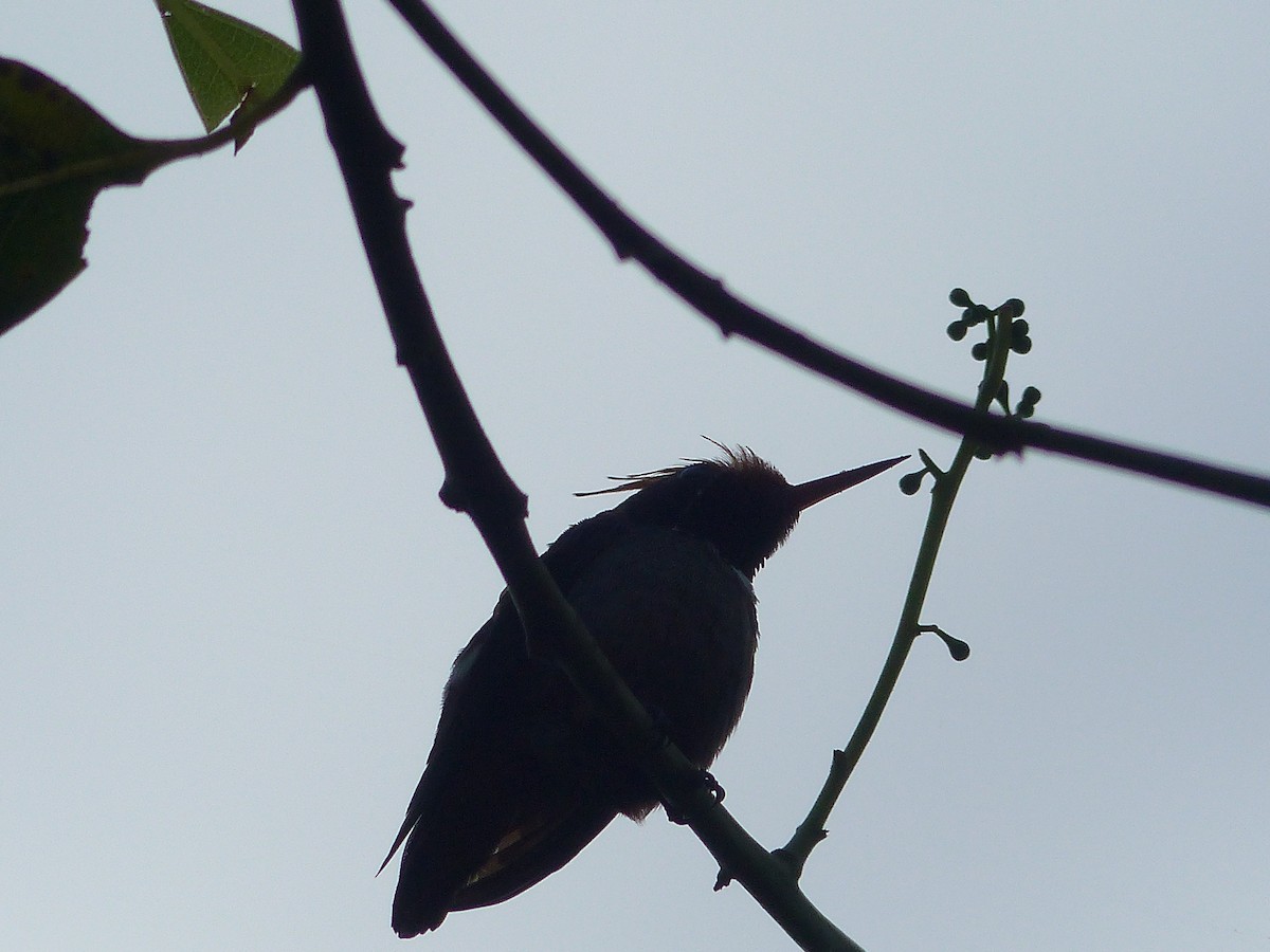 チャカザリハチドリ - ML645042405