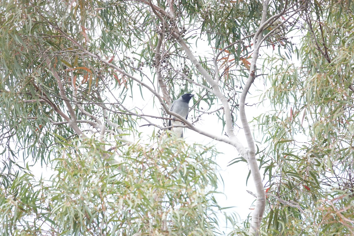 Black-faced Cuckooshrike - ML645042417