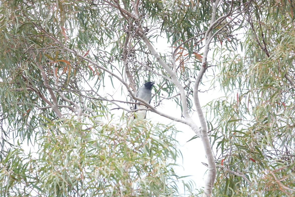Black-faced Cuckooshrike - ML645042429