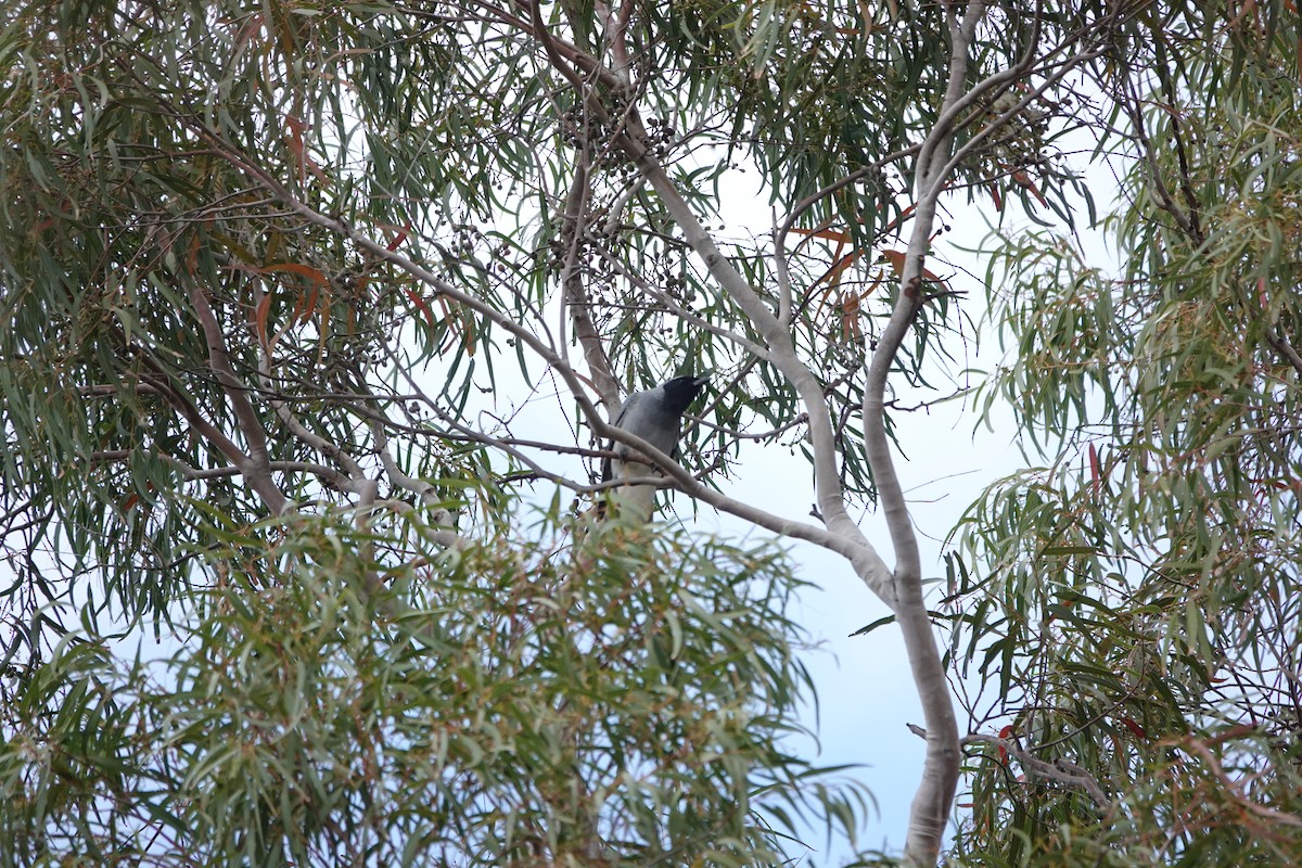 Black-faced Cuckooshrike - ML645042432