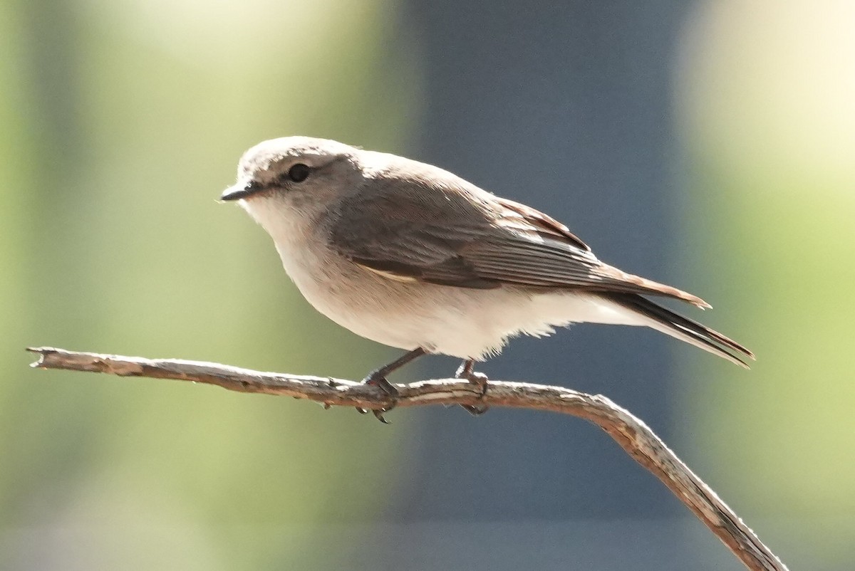 オジロオリーブヒタキ - ML645042433