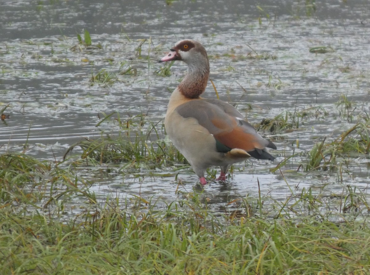 Ganso del Nilo - ML645042435