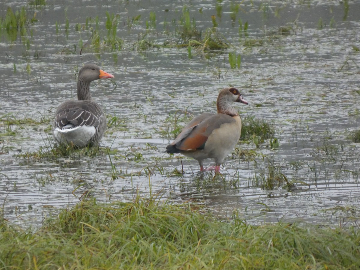 Ganso del Nilo - ML645042436