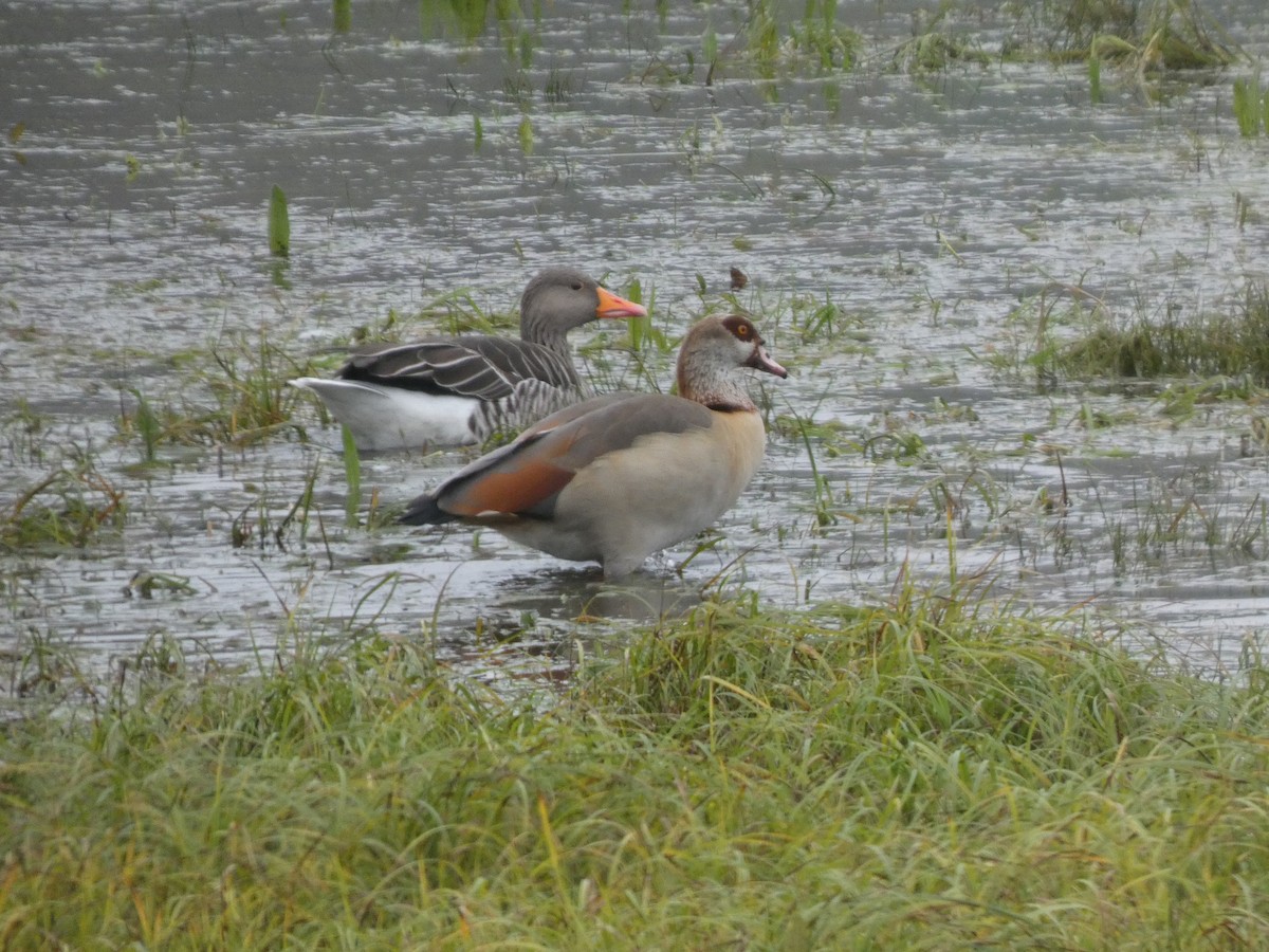 Ganso del Nilo - ML645042437