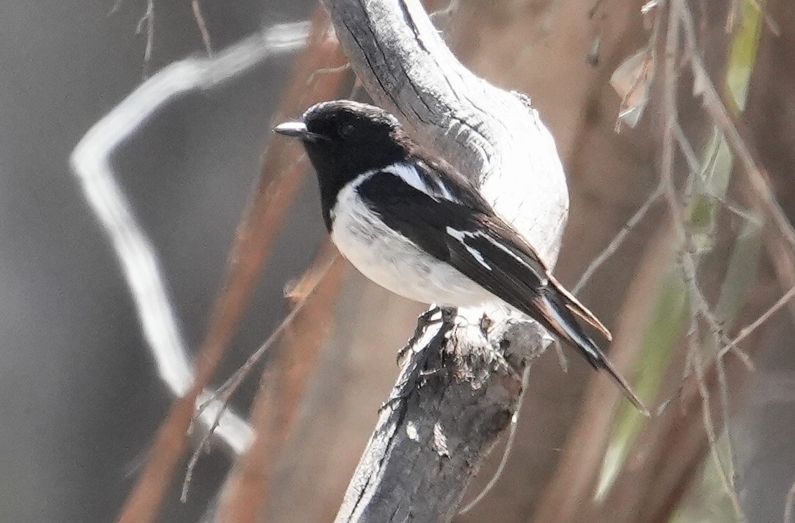 kutteflueskvett - ML645042438