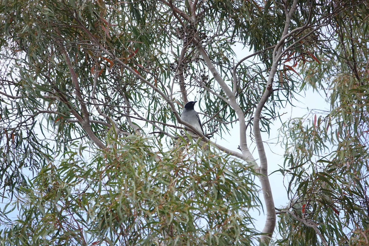 Black-faced Cuckooshrike - ML645042439