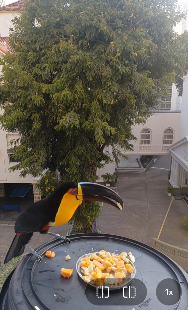 Tucán Vitelino - ML645042440