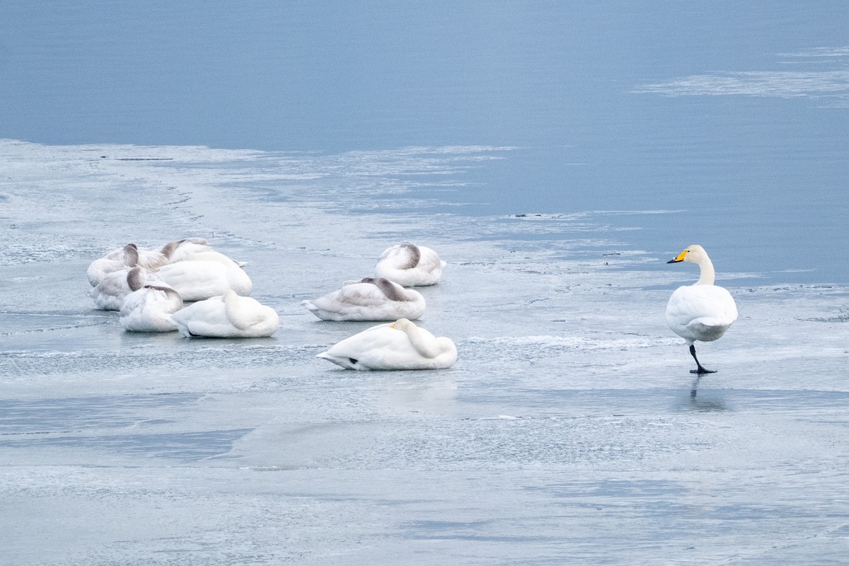 Cisne Cantor - ML645042441