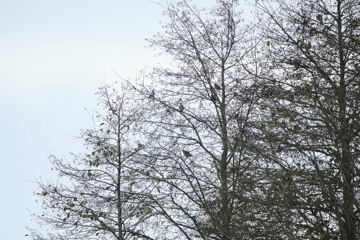 Zorzal Real - ML645042442