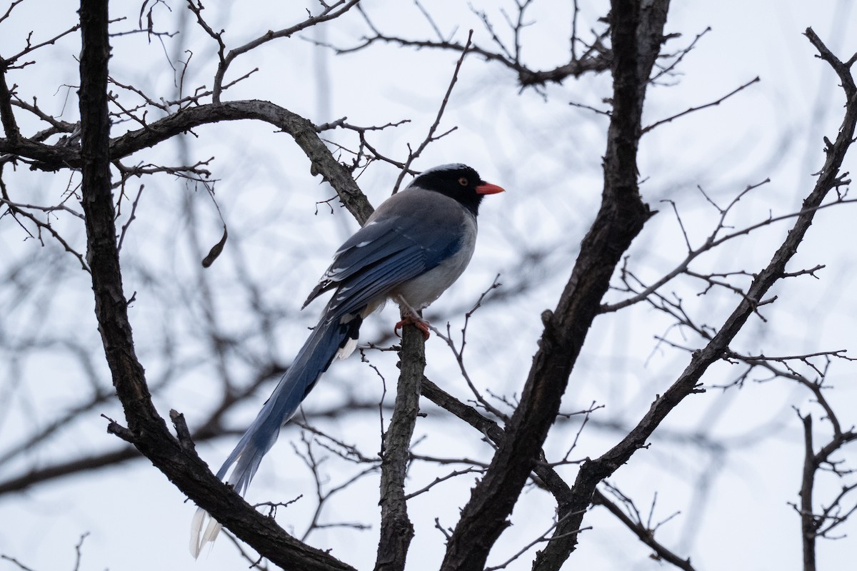 Urraca Piquirroja - ML645042443