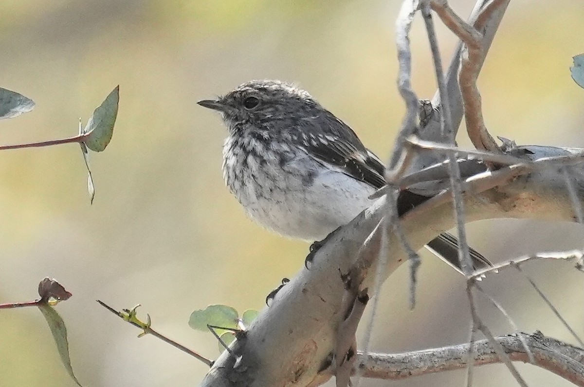 Petroica Encapuchada - ML645042444