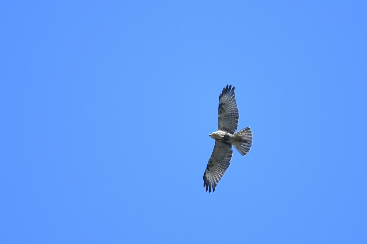 Busardo del Himalaya - ML645042445